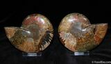 Inch Split and Polished Ammonite #380-2